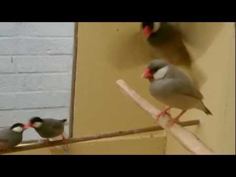 Java Sparrow
