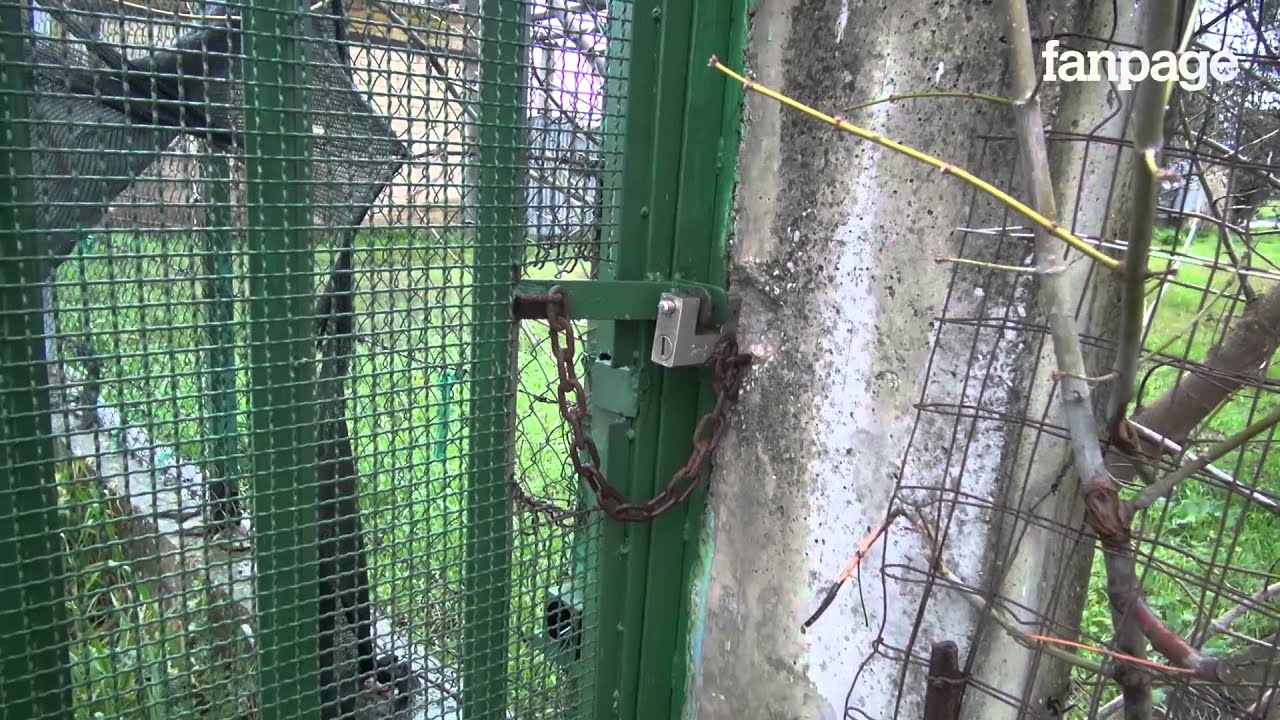 Terra dei fuochi, l'inquinamento dei prodotti agricoli? 