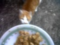 The Cat Getting Fed (Cries)