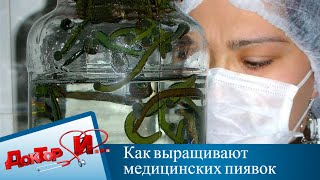 Как выращивают медицинских пиявок | Доктор И