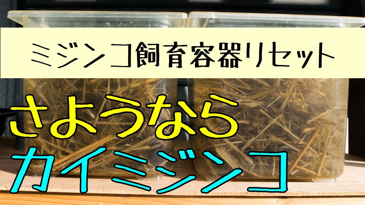メダカの生き餌 ミジンコの飼育容器をリセットして 進入して増えたカイミジンコとさよならしました メダカ飼育 091 Youtube