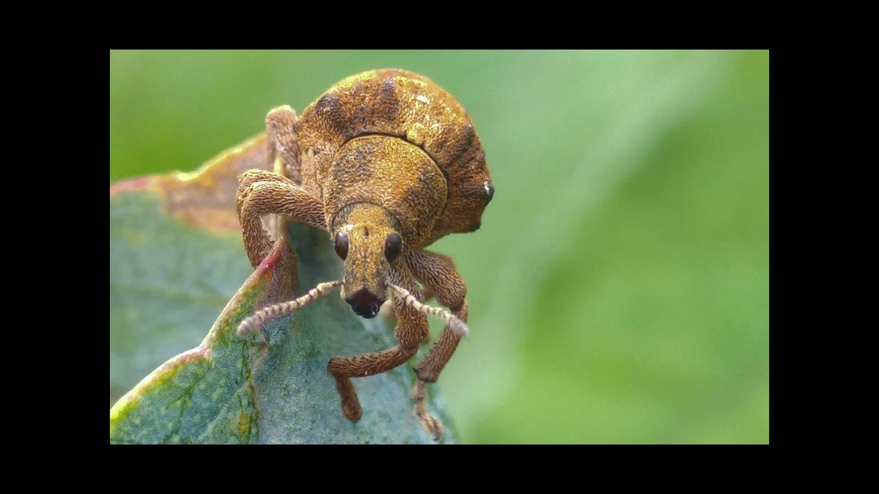 El vuelo del gorgojo - Gonipterus scutellatus
