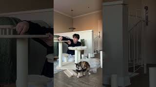 Trying This Highly Rated Cat Tree For My Maine