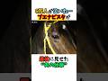 6万人が泣いた･･･ブエナビスタが最後に見せた"あの仕草"#競馬 #horse