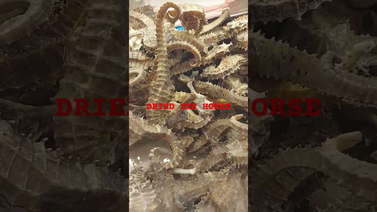 DRIED SEA HORSE/Chinese  medicine they believed can cure infertility,baldness,asthma & arthritis