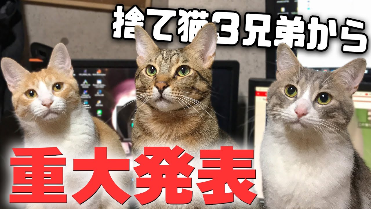 A major announcement from our original trio of rescued cats