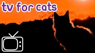 मेरे बिल्ली संगीत और टीवी 8 घंटे बॉन फायर नाइट और दिवाली स्पेशल आराम करें screenshot 5