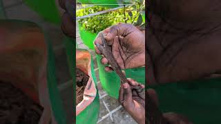 Want to Best Hand Crafted Tool #gardening #tools