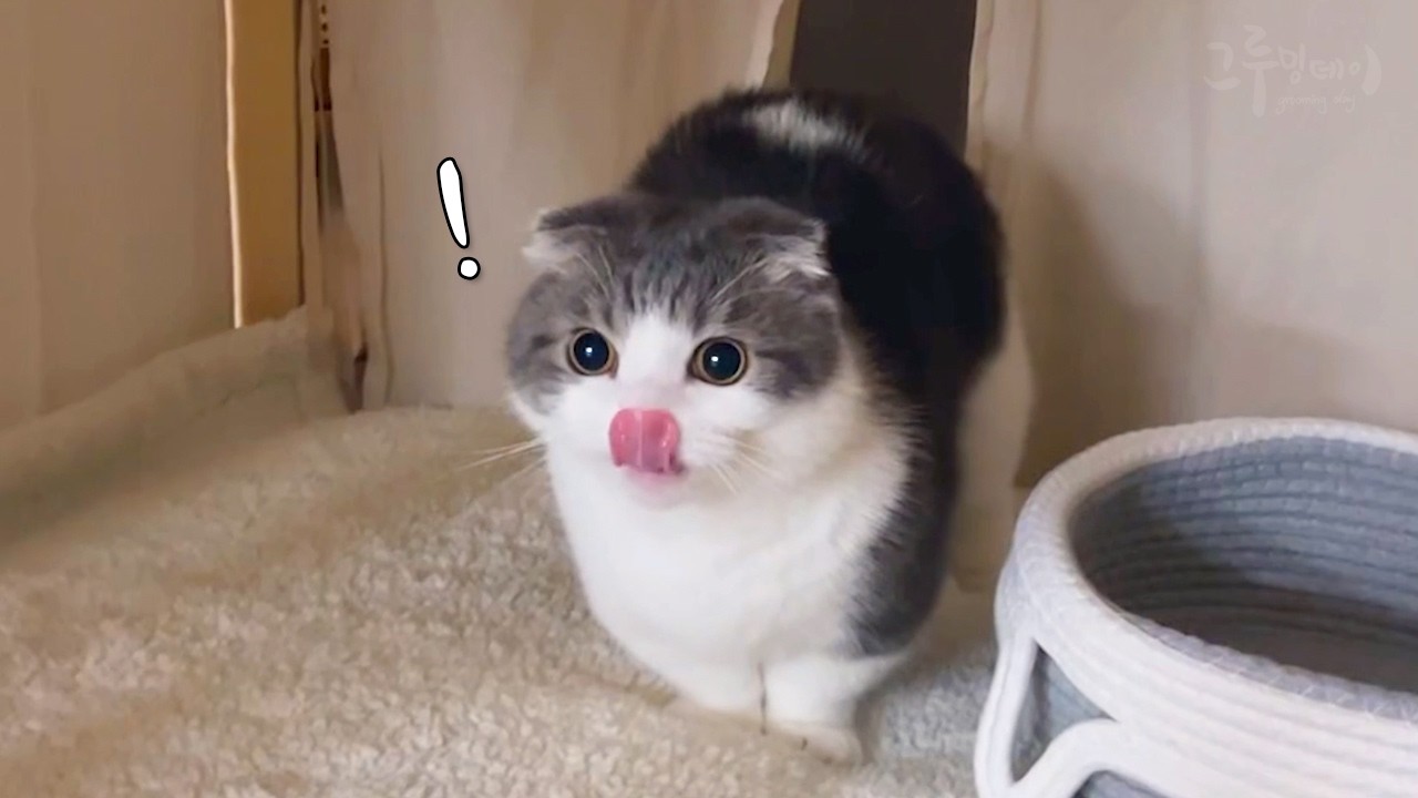 ТОП-5 самых смешных моментов с кошками в 2025 году!