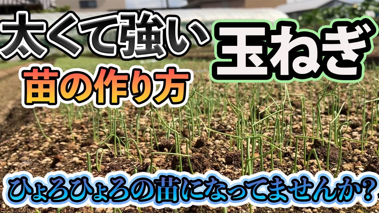 【玉ねぎ】太くて強い苗の作り方のコツ！これで良い苗作りができます！初心者必見。