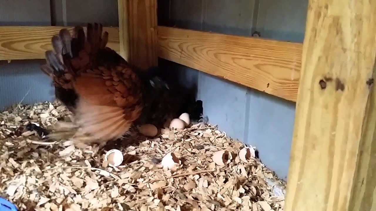 Watch out... chicken attack YouTube