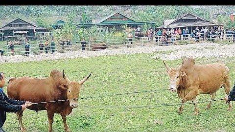 Coj peb mus saib cov me nyuam nyuj sib nraus zoo nkauj