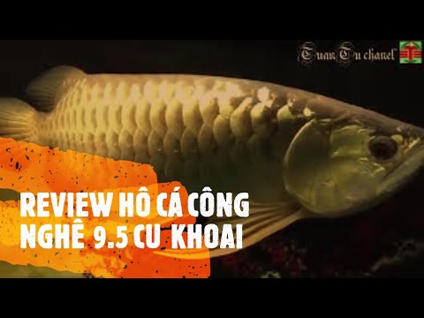 #1 REVIEW HỒ CÁ RỒNG CÔNG NGHỆ 9.5 CỦ KHOAI | TuanTu chanel Mới Nhất