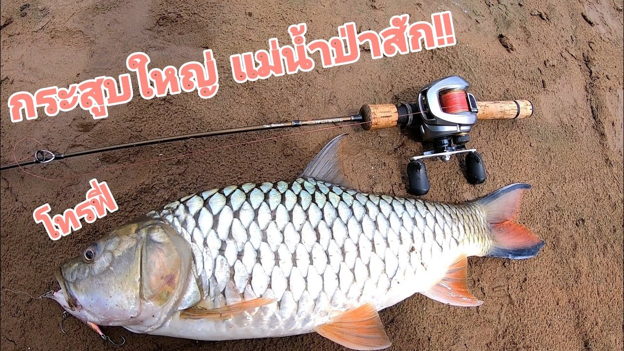 ตกปลากระสูบน้ำไหล แม่น้ำป่าสัก โทรฟี่ ของอุปกรณ์ชุดเล็ก @O.P Fishing [ EP. 80 ] #fishing #ตกปลา