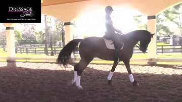 Hubertus Schmidt: Half Pass To Counter Canter