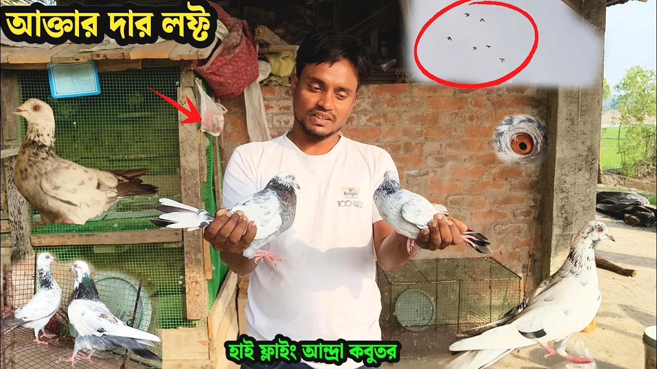 আক্তার দার লফ্ট | হাই ফ্লাইং আন্দ্রা কবুতর