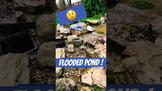 So much rain that our ponds are flooded #pondbuilders #pondpump ￼#flooding