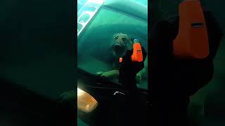 The owner desperately rescued the drowning dog