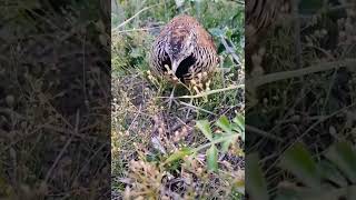 Barred buttonquail or common bustard quail