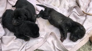 Rescue abandoned newborn puppies