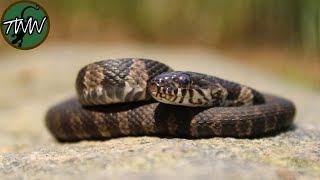 The Northern Water Snake