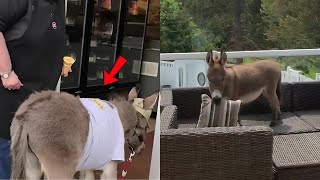 This Tiny Donkey Thinks He's a Dog