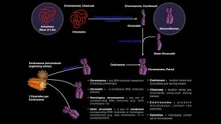 The Many C-Words in Genetics | Clearing up the Confusion
