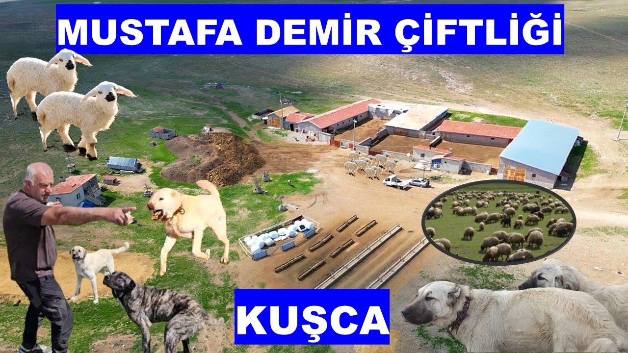 MUSTAFA DEMİR FARM ,KUŞCA, MUSTAFA DEMİR ÇİFTLİĞİ