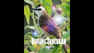 Trucukan gacor