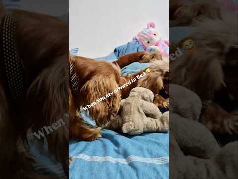 This Is What Happens When 3 Cocker Spaniels Take Over Your Bed! 😂