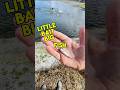 Little Bait Gets Big Fish! #shorts #bassfishing