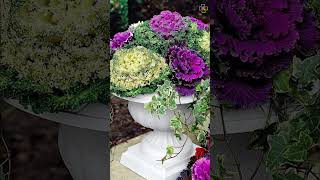 Best Fall Flowers and Plants for Containers and Gardens #plants #flowers