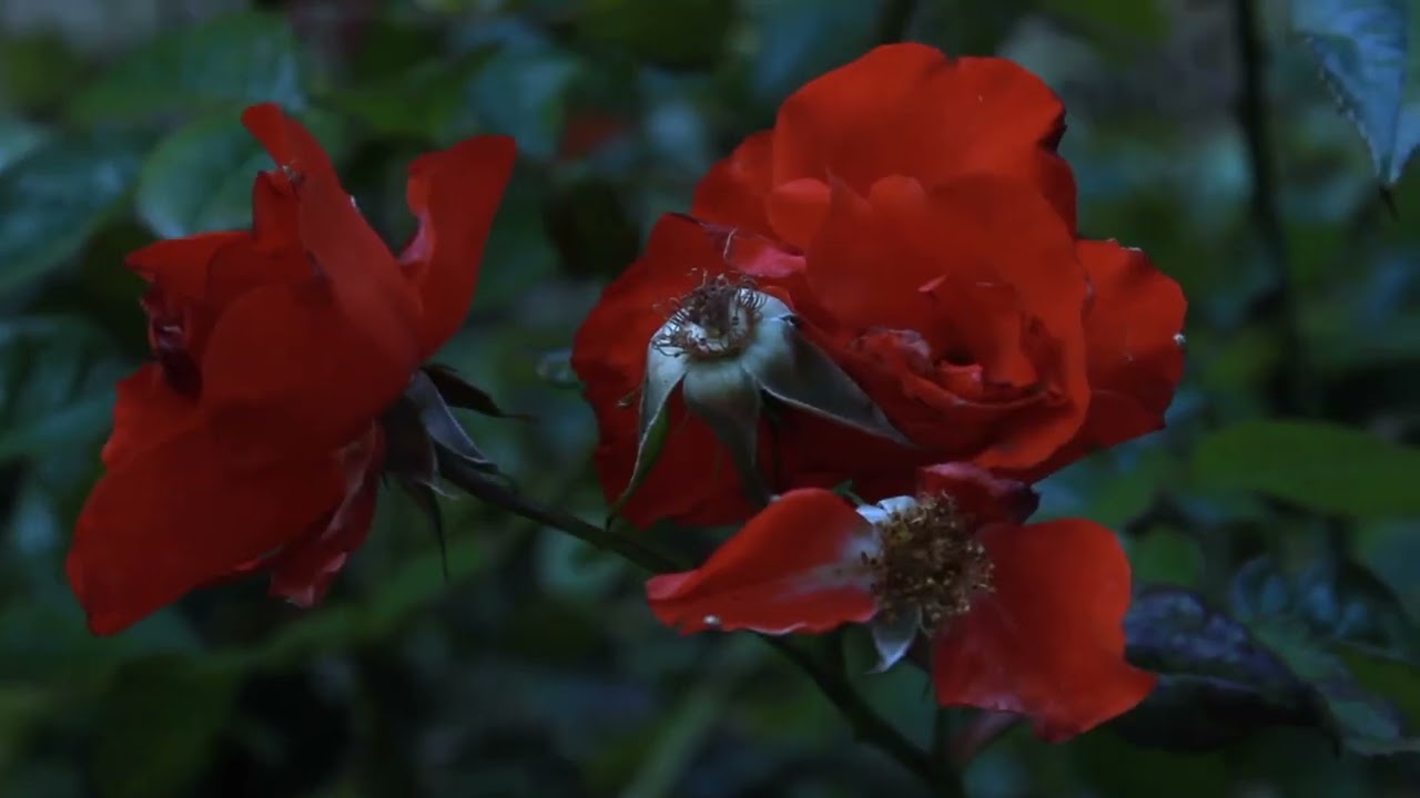 East Wind / Trailer / 27th Ji.hlava IDFF