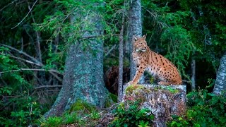 A La Recherche Du Lynx Boréal Dans Le Jura