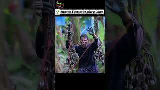 Harvesting Banana With Cableway Systeam #farming #harvest #shortsvideo screenshot 3