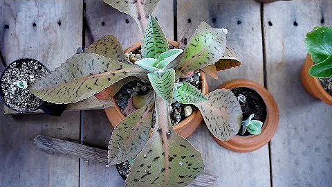 Update Kalanchoe donkey ears - Kalanchoe gastonis-...