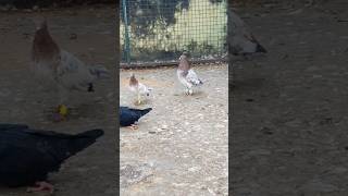 Nawab #pigeon Loft 🔥 #Shok #shorts #pigeonlover #kabutar #youtubeshorts #trending #viralvideo #viral screenshot 5