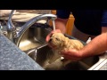 Puppies First Bath