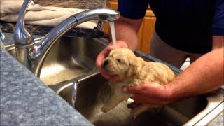 Puppies First Bath
