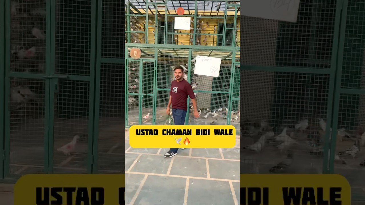 chaman bidi wale ke kabutar 🕊️🔥 
