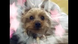 Furry Friends Tag: My Yorkie Ralphie