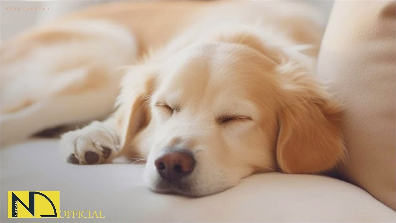 20 HOURS of Dog Calming Music🎵🐶Dog Sleep Music Relax🐶💖Anti