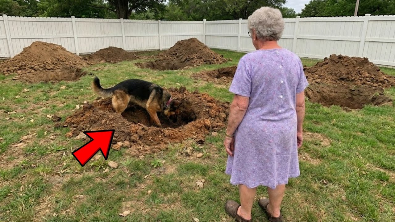 [Full Story] Dog Kept Digging Huge Holes in Garden, Grandson Saw Why and Called 911!