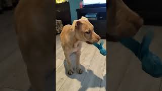 Doguedbordeaux American Staffy Cross 17 Weeks Old