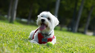 Maltese Dog Agility Training: Tips and Tricks