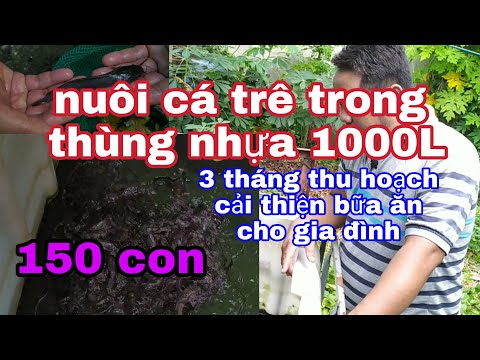 Video Nhựt sang vlog | nuôi cá trê trong thùng nhựa, ( hướng... - youtube