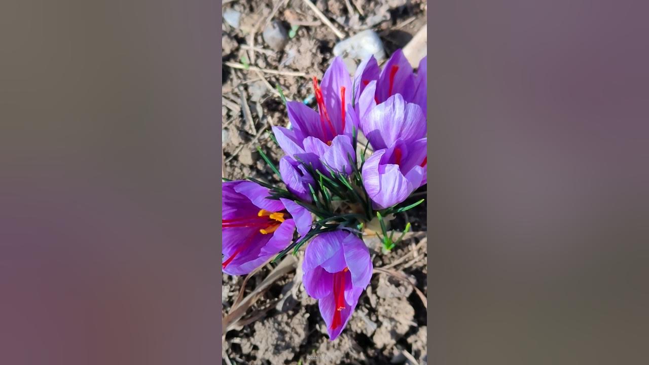 saffron flowering saffron YouTube