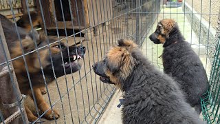 Curious long-haired German Shepherd puppies 3 months old.