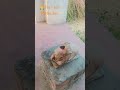 bahut hi prachin mandir hai naag devta swayam Raksha karte Hain