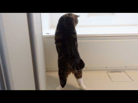 お風呂の見学に忙しいまるさん。-Maru was busy looking at the work of the bathtub.-